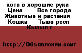 кота в хорошие руки › Цена ­ 0 - Все города Животные и растения » Кошки   . Тыва респ.,Кызыл г.